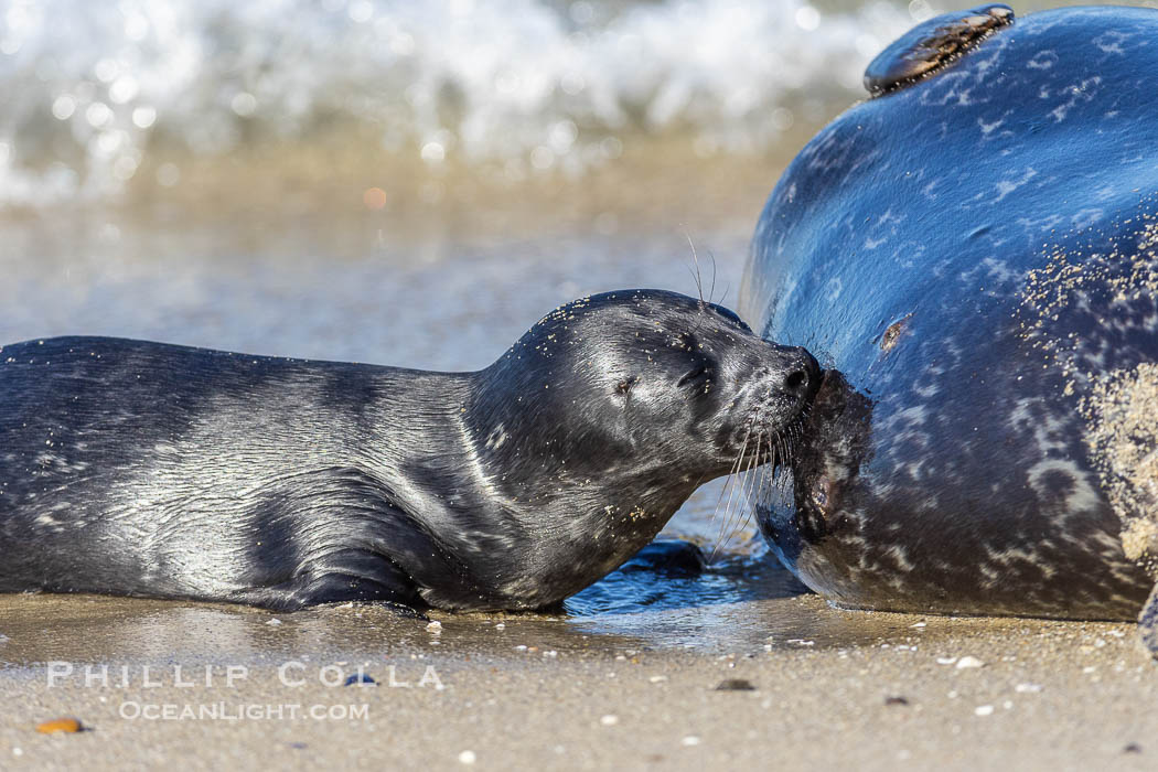 Pacific harbor seal mother nursing/feeding her pup. La Jolla, California, USA, natural history stock photograph, photo id 38464