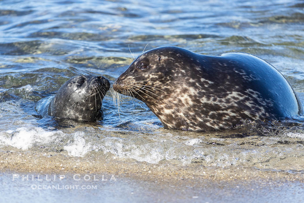 Pacific harbor seal mother nurtures her pup. La Jolla, California, USA, natural history stock photograph, photo id 38462