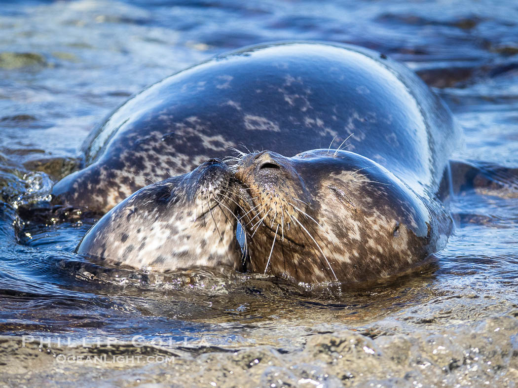 Pacific harbor seal mother nurtures her pup. La Jolla, California, USA, natural history stock photograph, photo id 38470