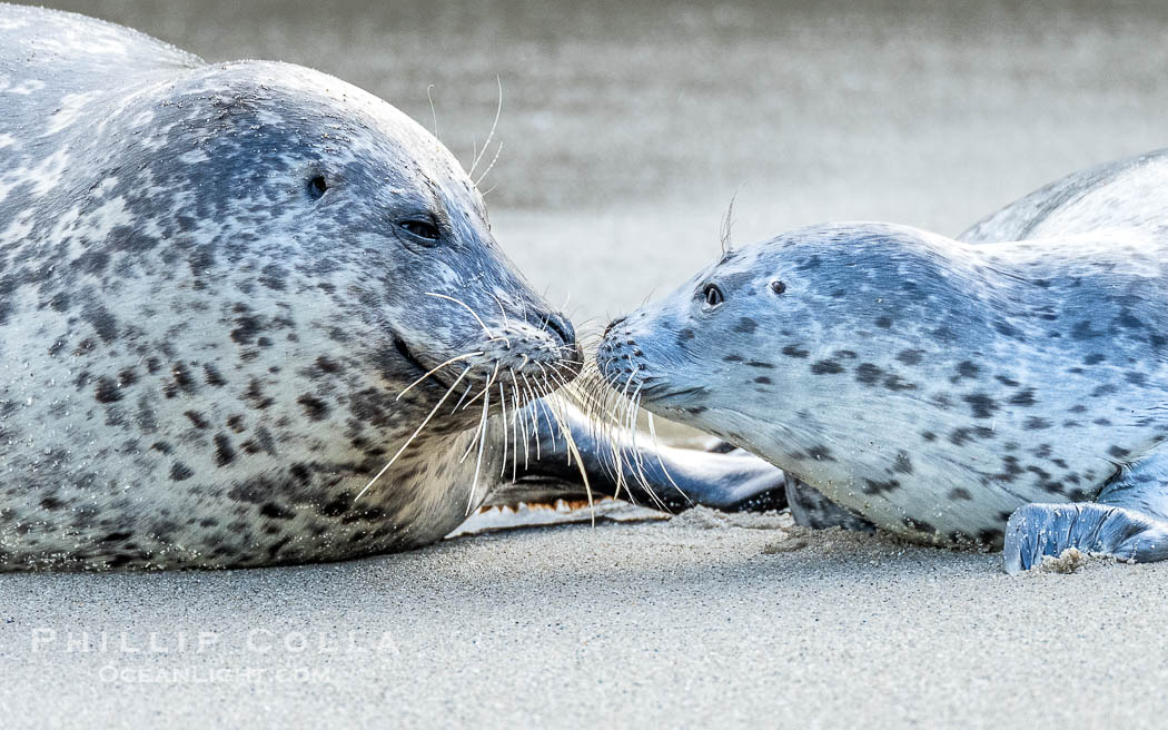 A mother Pacific harbor seal nuzzles her pup, born a few days earlier. The pup must bond and imprint on its mother quickly, and the pair will constantly nuzzle and rub against one another in order to solidify that bond., Phoca vitulina richardsi, natural history stock photograph, photo id 41554