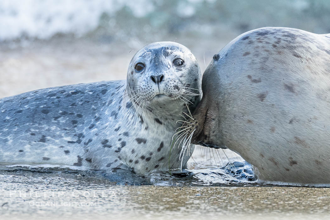 A mother Pacific harbor seal nuzzles her pup, born a few days earlier. The pup must bond and imprint on its mother quickly, and the pair will constantly nuzzle and rub against one another in order to solidify that bond., Phoca vitulina richardsi, natural history stock photograph, photo id 41555