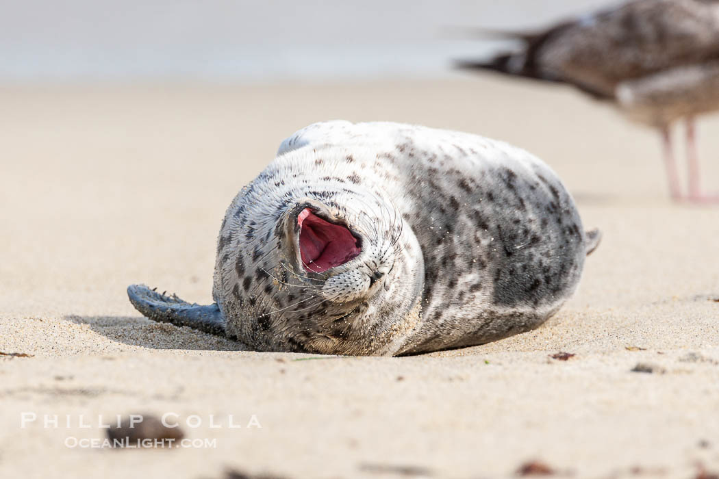 Pacific harbor seal pup. La Jolla, California, USA, Phoca vitulina richardsi, natural history stock photograph, photo id 15758