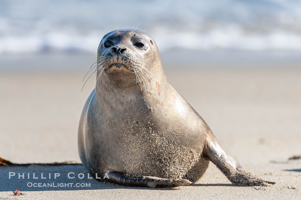 Pacific harbor seal. La Jolla, California, USA, Phoca vitulina richardsi, natural history stock photograph, photo id 15782