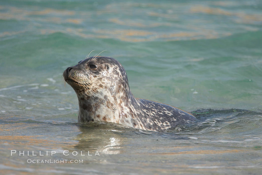 A Pacific harbor seal hauls out on a sandy beach.  This group of harbor seals, which has formed a breeding colony at a small but popular beach near San Diego, is at the center of considerable controversy.  While harbor seals are protected from harassment by the Marine Mammal Protection Act and other legislation, local interests would like to see the seals leave so that people can resume using the beach. La Jolla, California, USA, Phoca vitulina richardsi, natural history stock photograph, photo id 18142