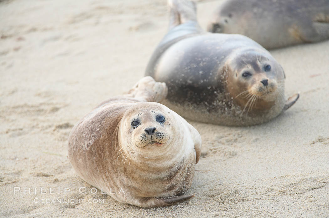 Pacific harbor seals hauled out on a sandy beach.  This group of harbor seals, which has formed a breeding colony at a small but popular beach near San Diego, is at the center of considerable controversy.  While harbor seals are protected from harassment by the Marine Mammal Protection Act and other legislation, local interests would like to see the seals leave so that people can resume using the beach. La Jolla, California, USA, Phoca vitulina richardsi, natural history stock photograph, photo id 18258