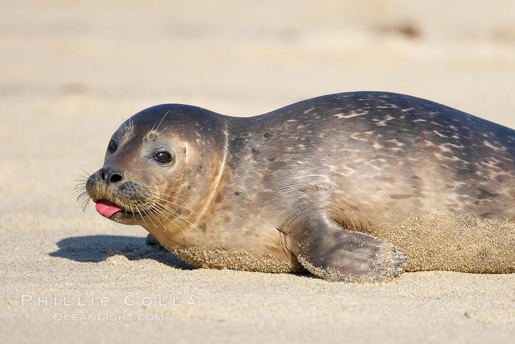 Pacific harbor seal, juvenile, rudely sticks out tongue at photographer, Childrens Pool. La Jolla, California, USA, Phoca vitulina richardsi, natural history stock photograph, photo id 18270