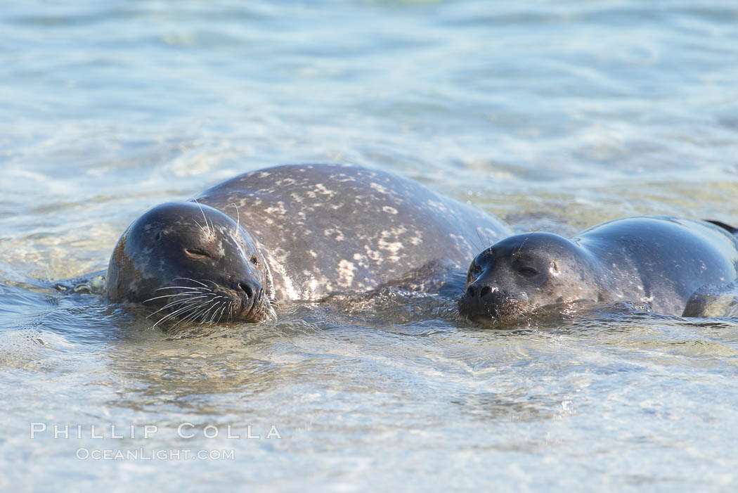 Pacific harbor seal, mother and pup, Childrens Pool. La Jolla, California, USA, Phoca vitulina richardsi, natural history stock photograph, photo id 18586