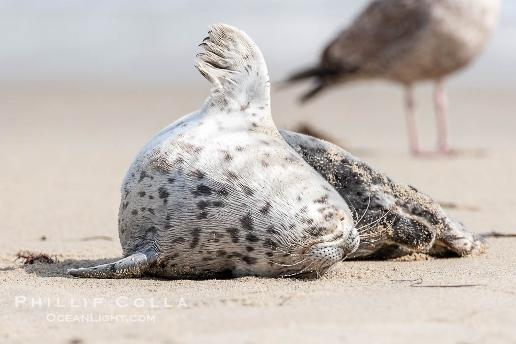 Pacific harbor seal pup. La Jolla, California, USA, Phoca vitulina richardsi, natural history stock photograph, photo id 15760