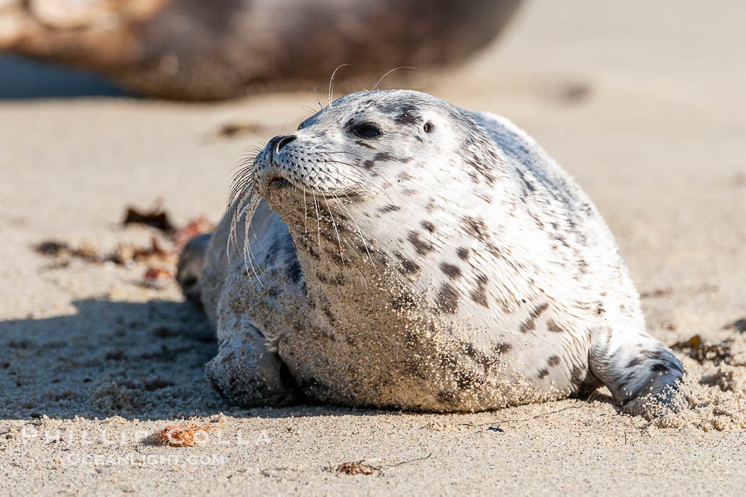 Pacific harbor seal pup. La Jolla, California, USA, Phoca vitulina richardsi, natural history stock photograph, photo id 15764