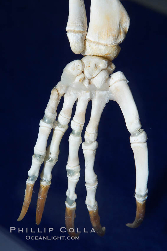 Skeleton of the foreflipper of a 3-month-old Pacific harbor seal pup., Phoca vitulina richardsi, natural history stock photograph, photo id 16972