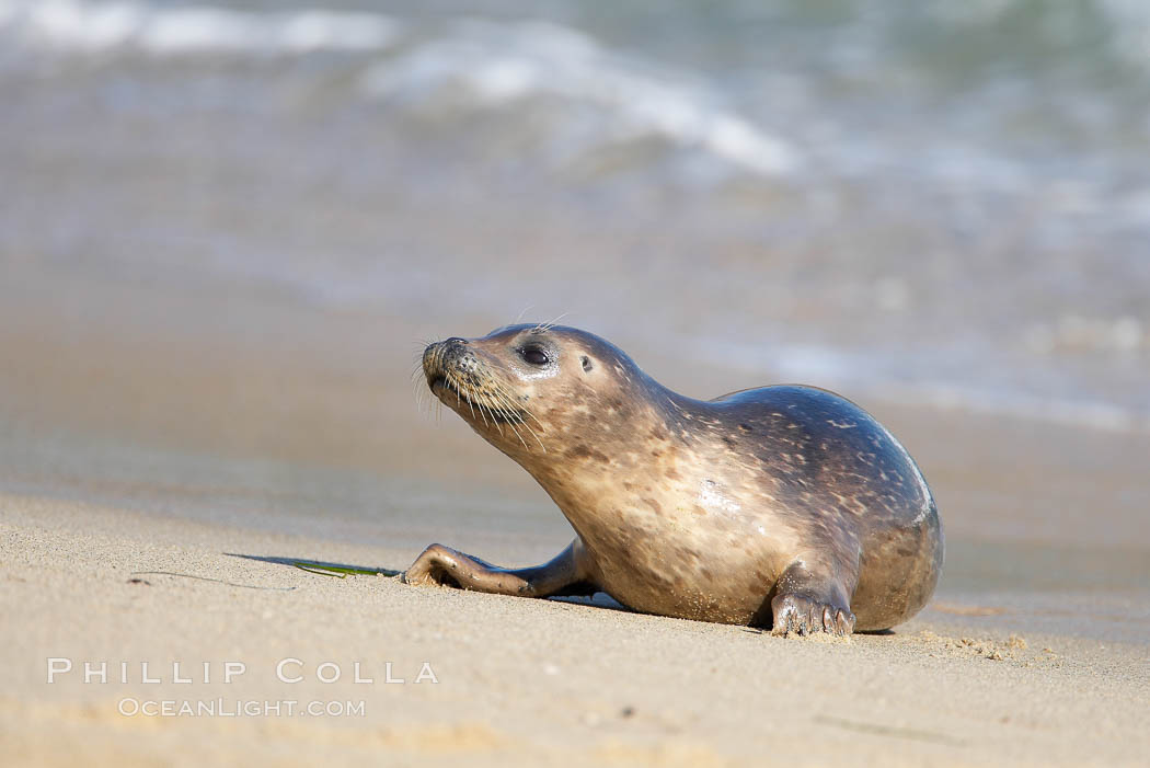 Pacific harbor seal, juvenile, Childrens Pool. La Jolla, California, USA, Phoca vitulina richardsi, natural history stock photograph, photo id 18264