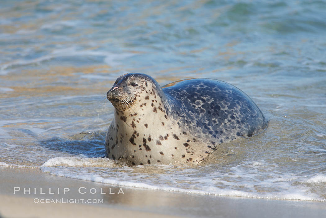 Pacific harbor seal, Childrens Pool. La Jolla, California, USA, Phoca vitulina richardsi, natural history stock photograph, photo id 18268