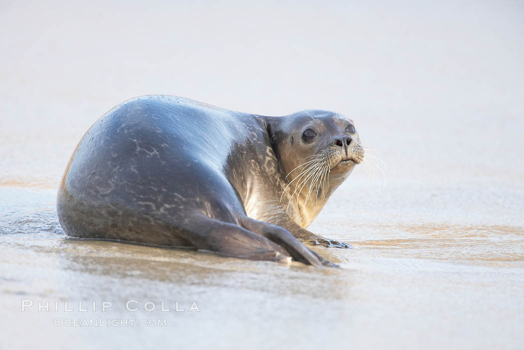 Pacific harbor seal, Childrens Pool. La Jolla, California, USA, Phoca vitulina richardsi, natural history stock photograph, photo id 18432