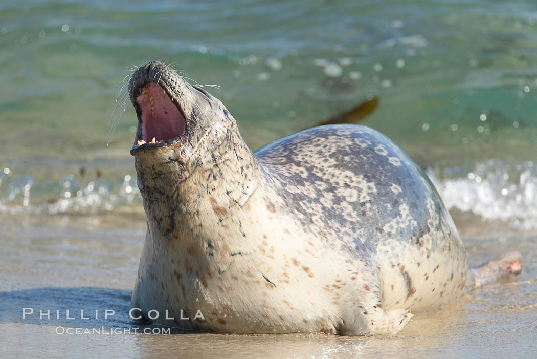 Pacific harbor seal, wounds about neck and face, Childrens Pool. La Jolla, California, USA, Phoca vitulina richardsi, natural history stock photograph, photo id 18584