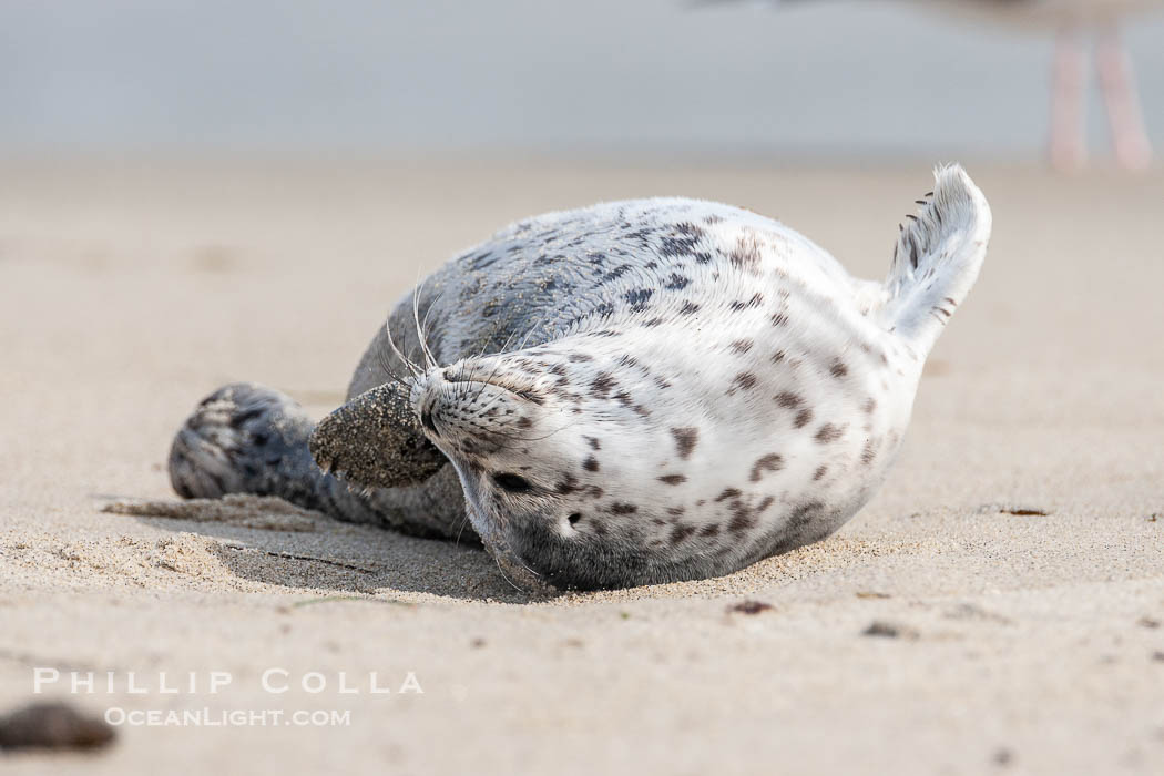 Pacific harbor seal pup. La Jolla, California, USA, Phoca vitulina richardsi, natural history stock photograph, photo id 15759