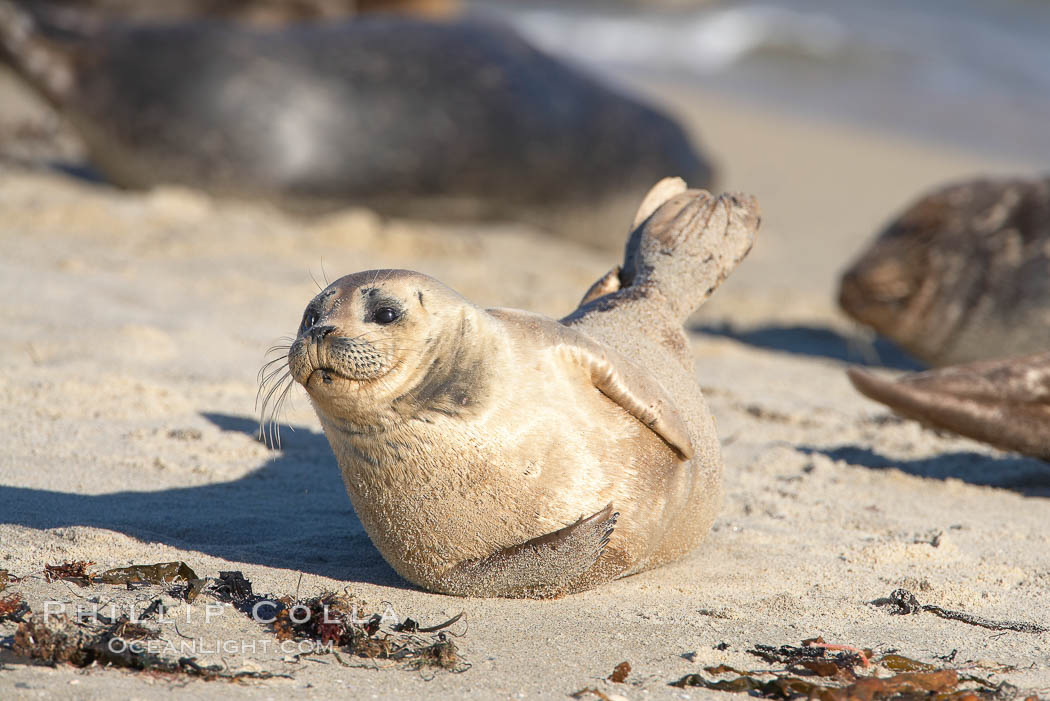 A Pacific harbor seal hauls out on a sandy beach.  This group of harbor seals, which has formed a breeding colony at a small but popular beach near San Diego, is at the center of considerable controversy.  While harbor seals are protected from harassment by the Marine Mammal Protection Act and other legislation, local interests would like to see the seals leave so that people can resume using the beach. La Jolla, California, USA, Phoca vitulina richardsi, natural history stock photograph, photo id 18075