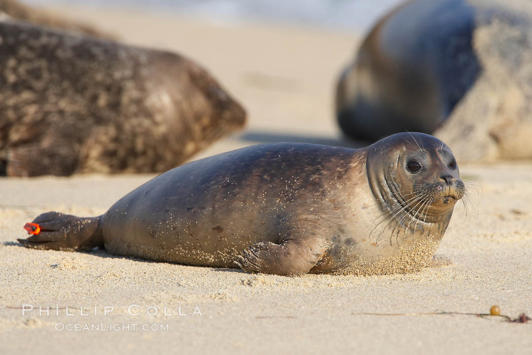 Pacific harbor seal, juvenile, with research identification tag on hind flipper.  Childrens Pool. La Jolla, California, USA, Phoca vitulina richardsi, natural history stock photograph, photo id 18263