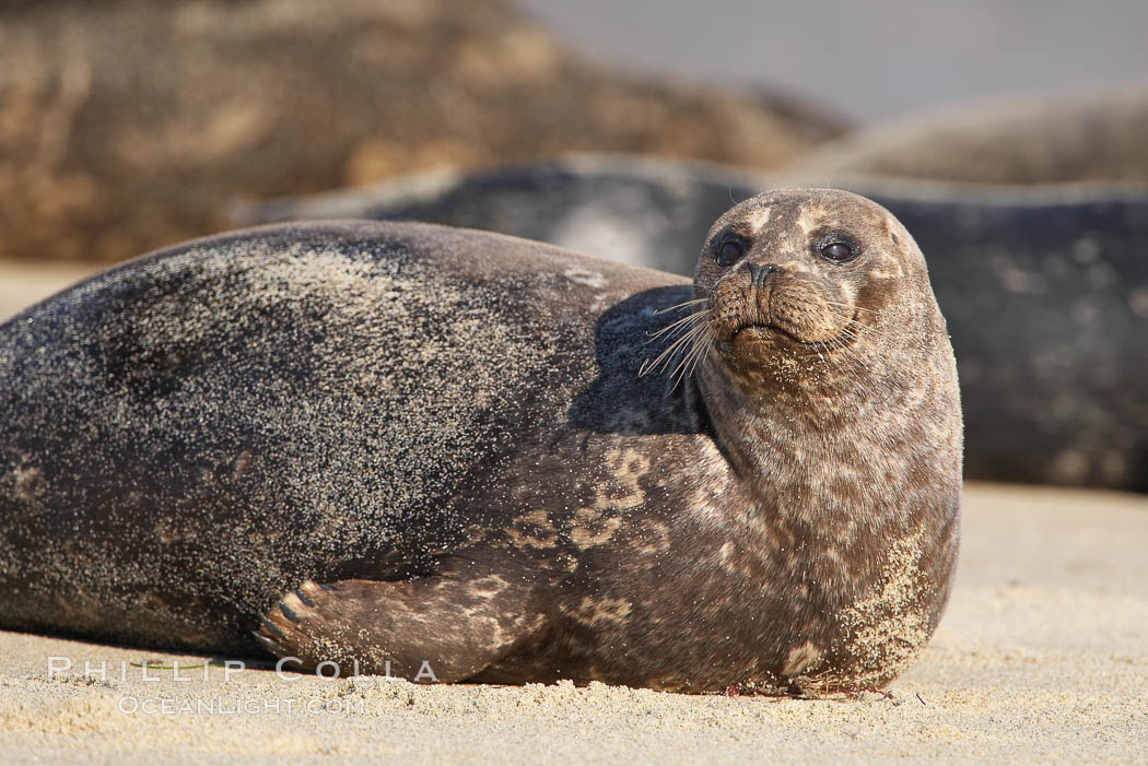 Pacific harbor seal, Childrens Pool. La Jolla, California, USA, Phoca vitulina richardsi, natural history stock photograph, photo id 18267