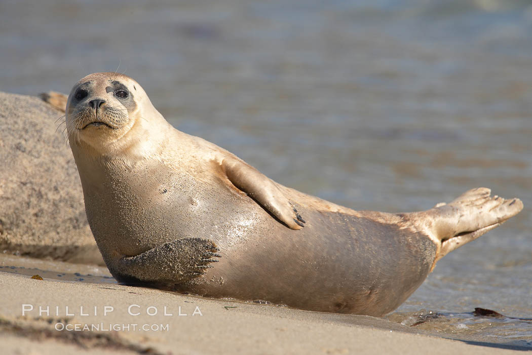 Pacific harbor seal, Childrens Pool. La Jolla, California, USA, Phoca vitulina richardsi, natural history stock photograph, photo id 18583