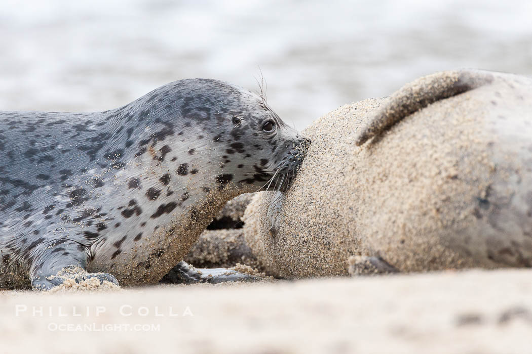 Pacific harbor seal, pup nursing. La Jolla, California, USA, Phoca vitulina richardsi, natural history stock photograph, photo id 15757