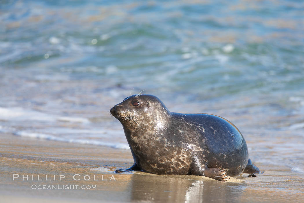 A Pacific harbor seal hauls out on a sandy beach.  This group of harbor seals, which has formed a breeding colony at a small but popular beach near San Diego, is at the center of considerable controversy.  While harbor seals are protected from harassment by the Marine Mammal Protection Act and other legislation, local interests would like to see the seals leave so that people can resume using the beach. La Jolla, California, USA, Phoca vitulina richardsi, natural history stock photograph, photo id 18073