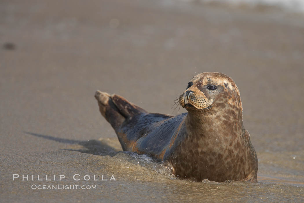 A Pacific harbor seal hauls out on a sandy beach.  This group of harbor seals, which has formed a breeding colony at a small but popular beach near San Diego, is at the center of considerable controversy.  While harbor seals are protected from harassment by the Marine Mammal Protection Act and other legislation, local interests would like to see the seals leave so that people can resume using the beach. La Jolla, California, USA, Phoca vitulina richardsi, natural history stock photograph, photo id 18141