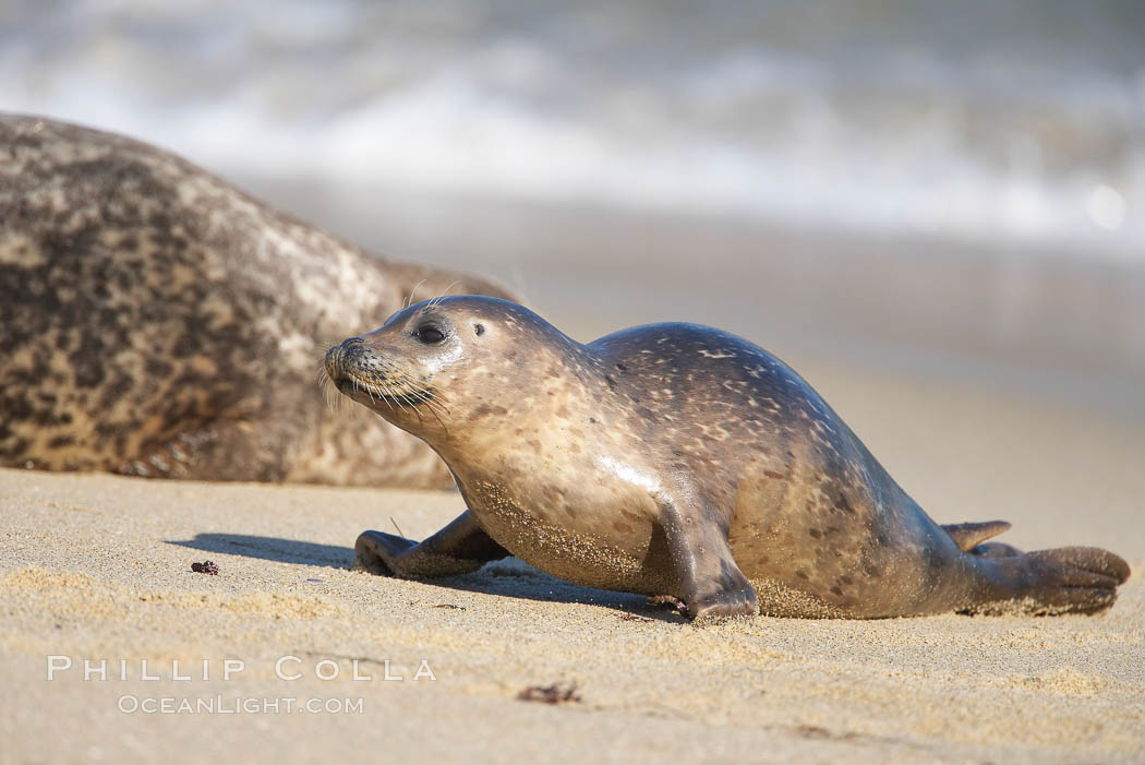 Pacific harbor seal, juvenile, Childrens Pool. La Jolla, California, USA, Phoca vitulina richardsi, natural history stock photograph, photo id 18265