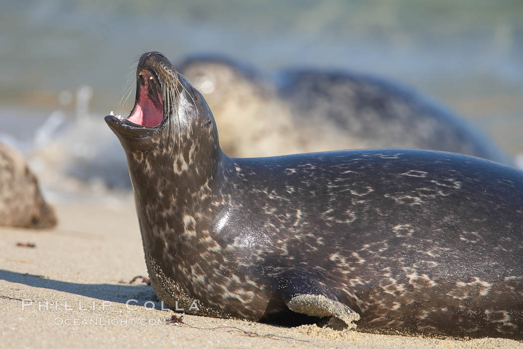 Pacific harbor seal, open mouth, yawning, Childrens Pool., Phoca vitulina richardsi, natural history stock photograph, photo id 18269