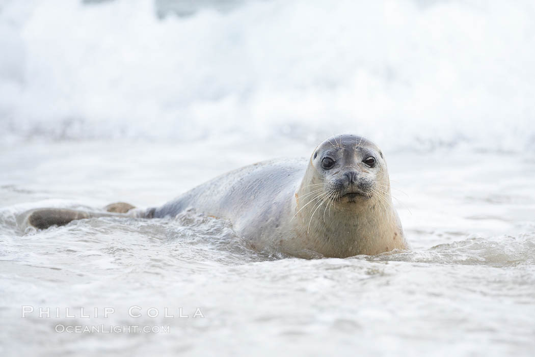 Pacific harbor seal, Childrens Pool. La Jolla, California, USA, Phoca vitulina richardsi, natural history stock photograph, photo id 18433