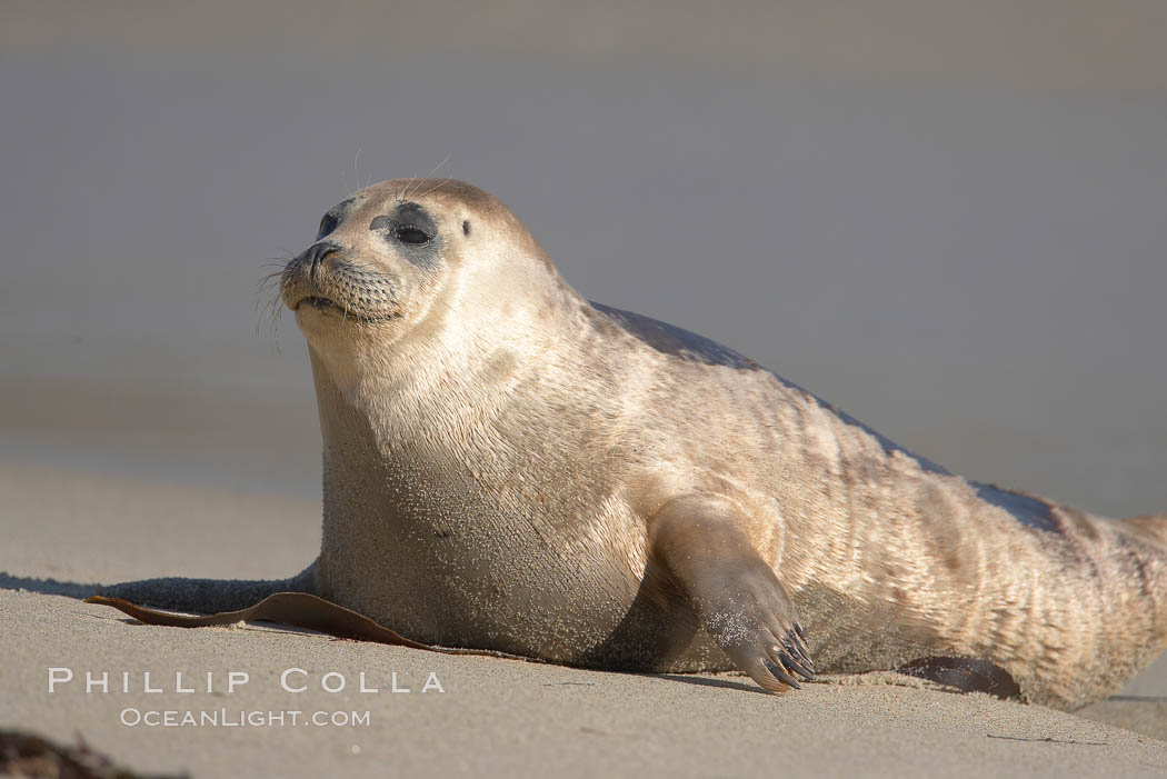 Pacific harbor seal, Childrens Pool. La Jolla, California, USA, Phoca vitulina richardsi, natural history stock photograph, photo id 18585