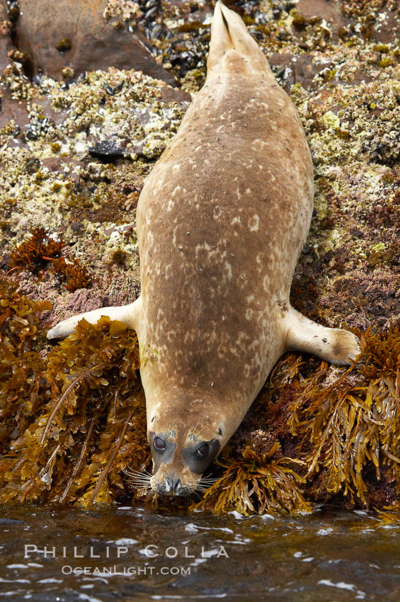 A Pacific harbor seal prepares to enter the ocean from the kelp-covered rocky shore of North Coronado Island, Baja California, Mexico (near San Diego). Coronado Islands (Islas Coronado), Phoca vitulina richardsi, natural history stock photograph, photo id 12768
