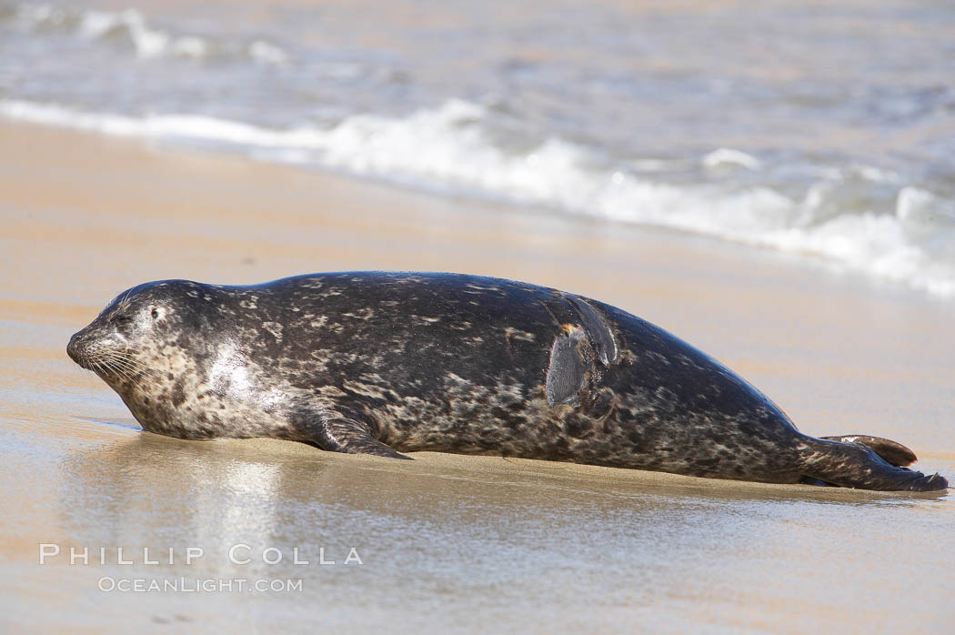 Pacific harbor seal. La Jolla, California, USA, Phoca vitulina richardsi, natural history stock photograph, photo id 20248