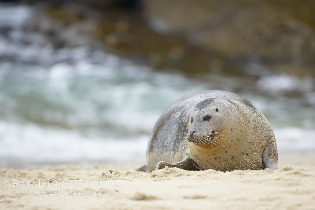 Pacific harbor seal. La Jolla, California, USA, Phoca vitulina richardsi, natural history stock photograph, photo id 20456