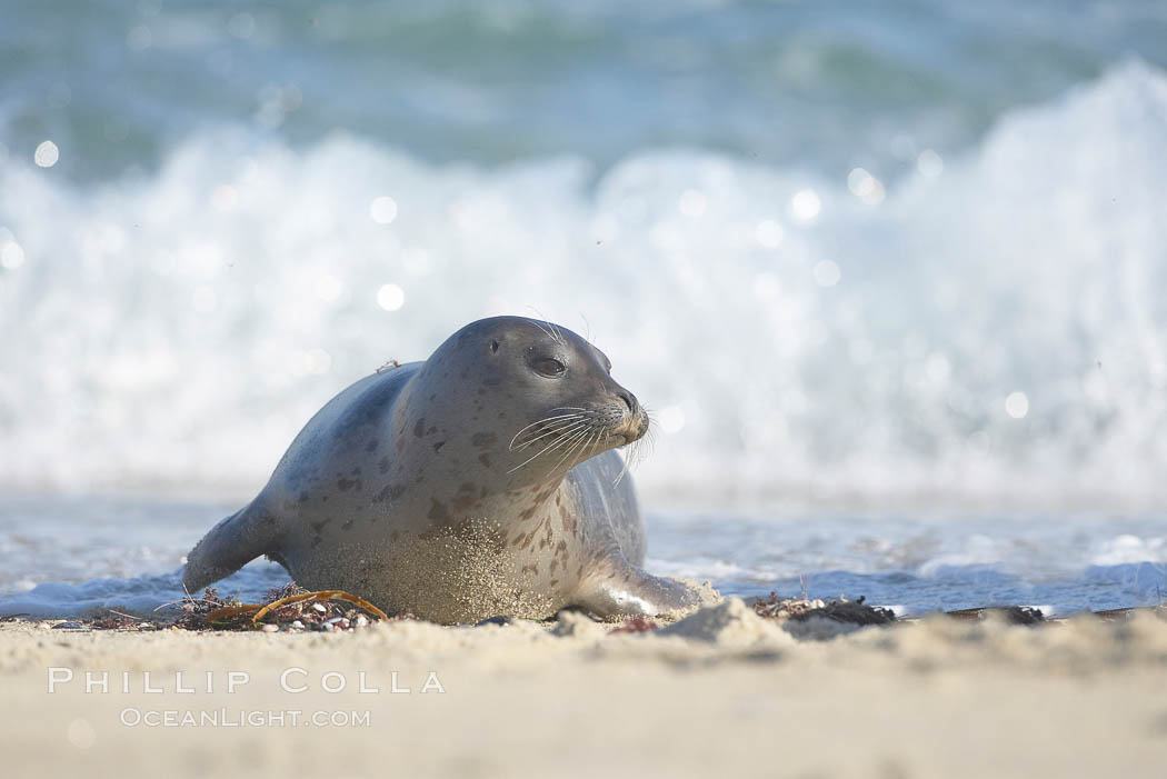 Pacific harbor seal. La Jolla, California, USA, Phoca vitulina richardsi, natural history stock photograph, photo id 20968