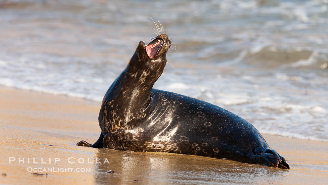 Pacific harbor seal, an sand at the edge of the sea. La Jolla, California, USA, Phoca vitulina richardsi, natural history stock photograph, photo id 26316