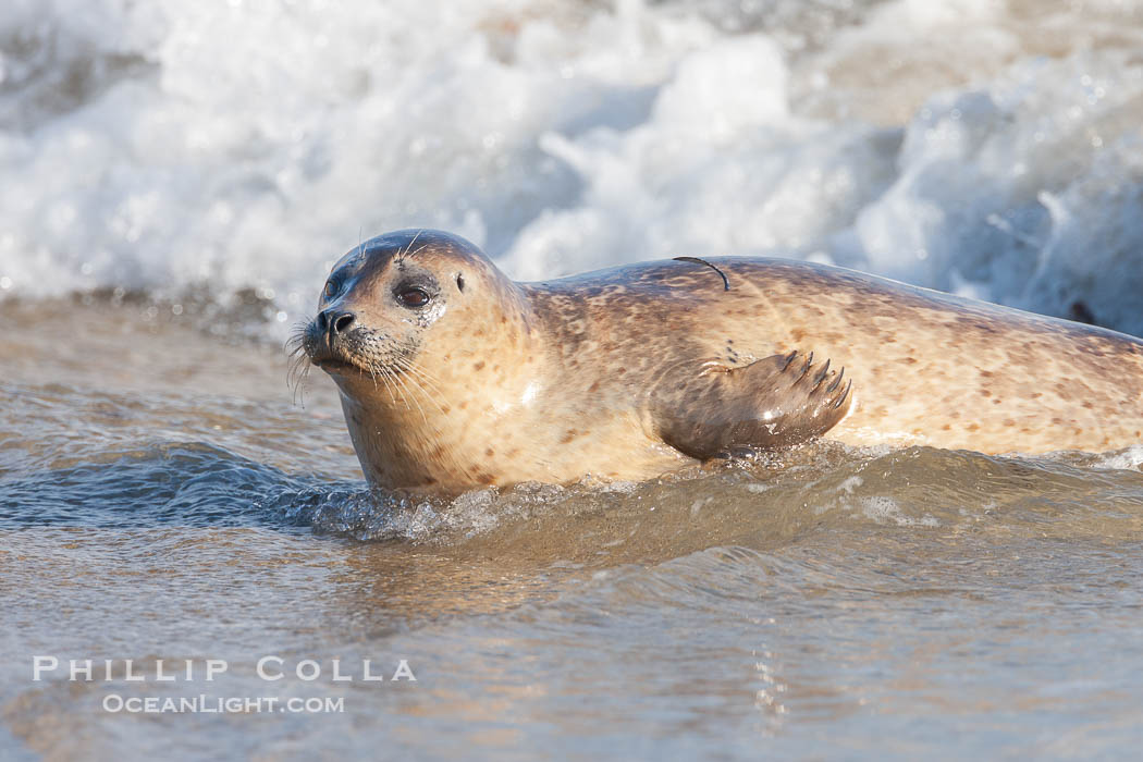 Pacific harbor seal, an sand at the edge of the sea. La Jolla, California, USA, Phoca vitulina richardsi, natural history stock photograph, photo id 26332