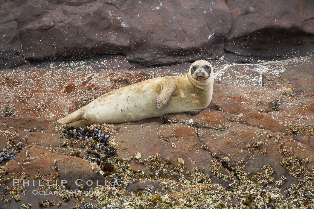 A Pacific harbor seal hauled out on the rocky shore of North Coronado Island, Baja California, Mexico (near San Diego). Coronado Islands (Islas Coronado), Phoca vitulina richardsi, natural history stock photograph, photo id 12763