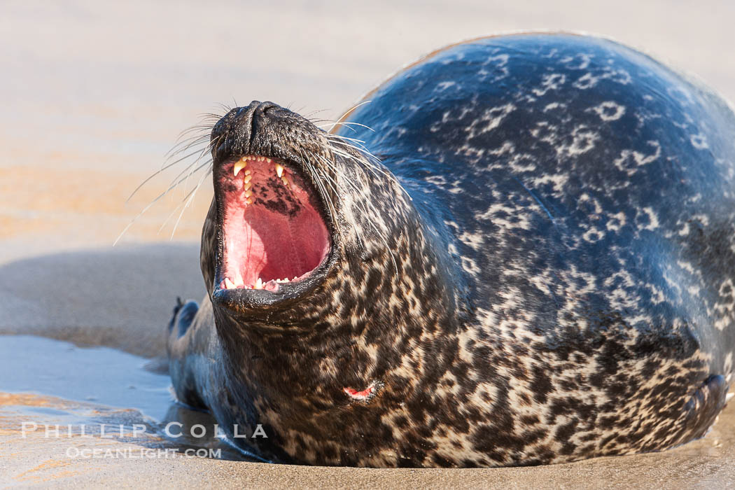 Pacific harbor seal, an sand at the edge of the sea. La Jolla, California, USA, Phoca vitulina richardsi, natural history stock photograph, photo id 26319