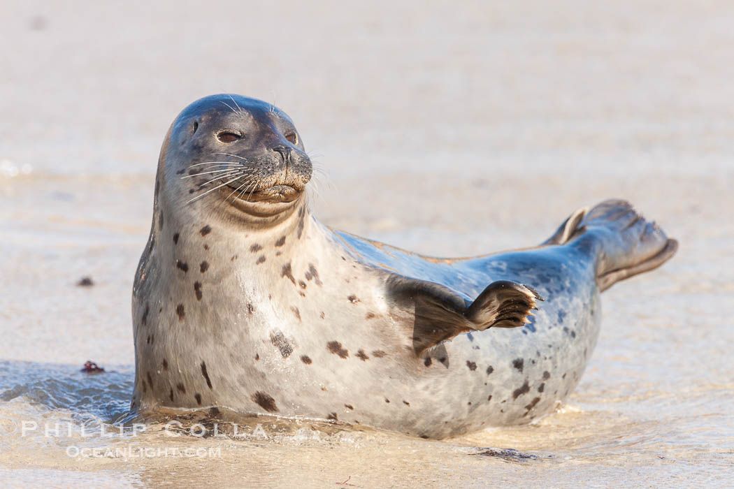 Pacific harbor seal, an sand at the edge of the sea. La Jolla, California, USA, Phoca vitulina richardsi, natural history stock photograph, photo id 26327