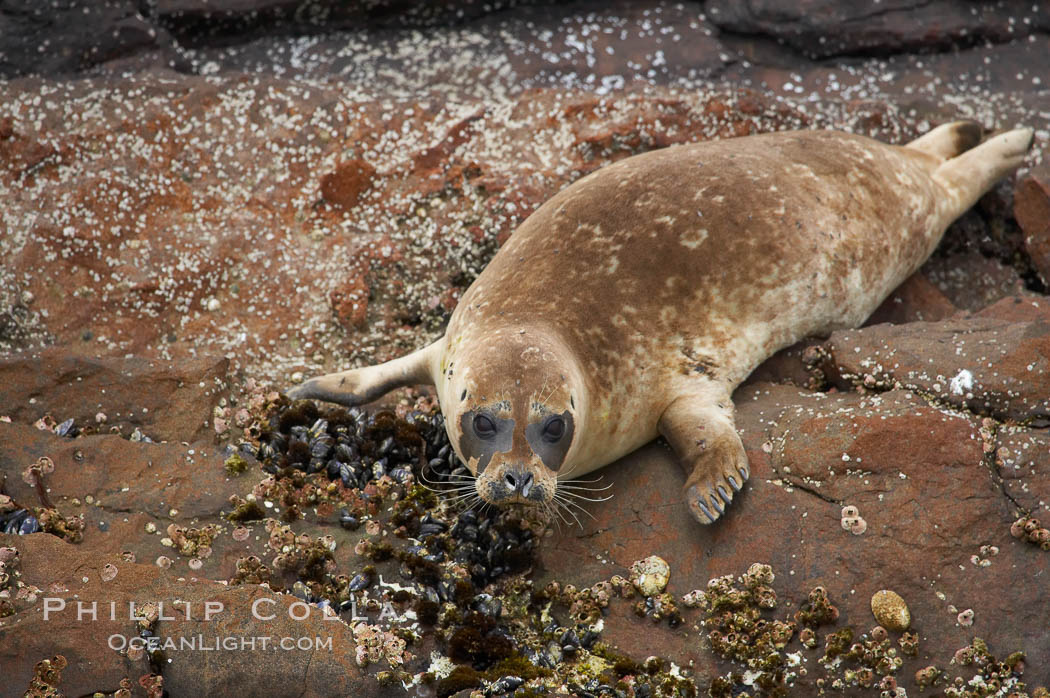 A Pacific harbor seal hauled out on the rocky shore of North Coronado Island, Baja California, Mexico (near San Diego). Coronado Islands (Islas Coronado), Phoca vitulina richardsi, natural history stock photograph, photo id 12765