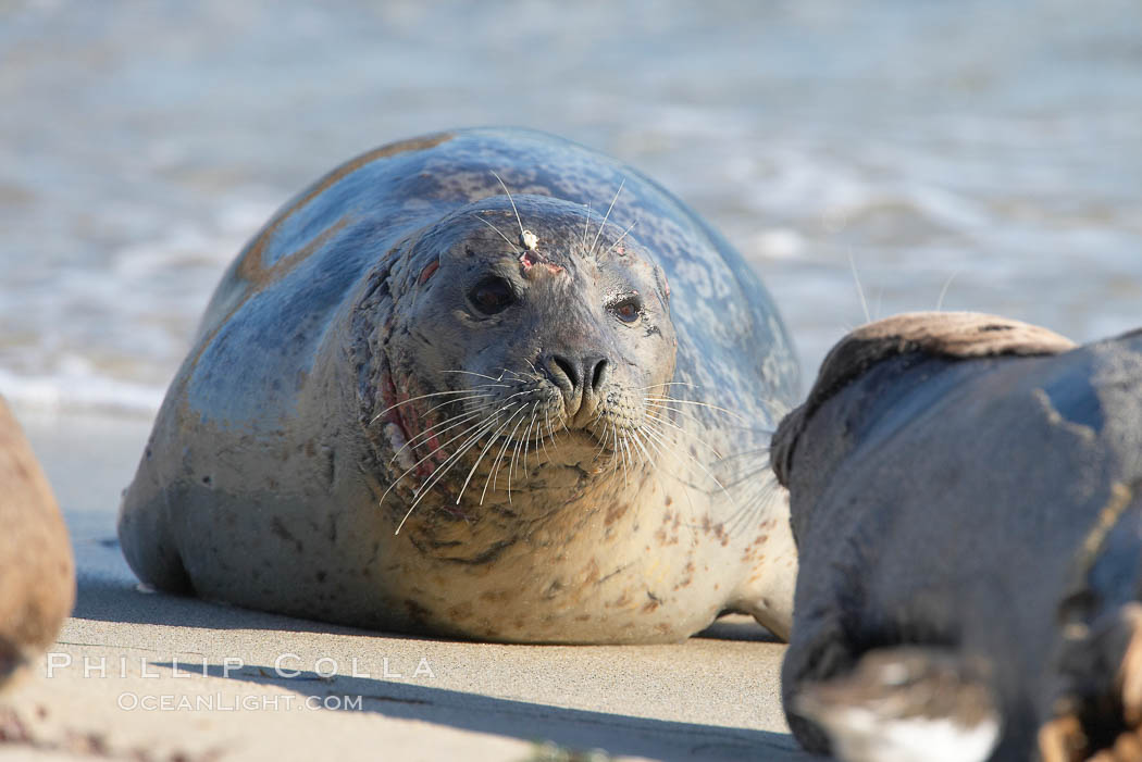 Pacific harbor seal, wounds about neck and face, Childrens Pool. La Jolla, California, USA, Phoca vitulina richardsi, natural history stock photograph, photo id 18593