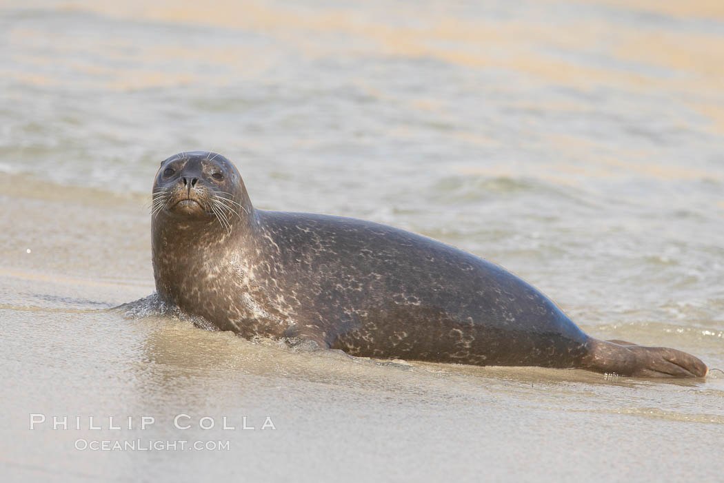 Pacific harbor seal. La Jolla, California, USA, Phoca vitulina richardsi, natural history stock photograph, photo id 20245
