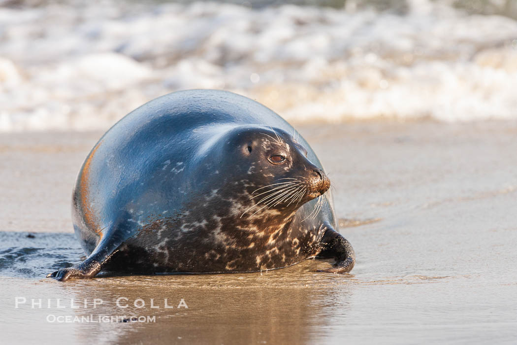 Pacific harbor seal, an sand at the edge of the sea. La Jolla, California, USA, Phoca vitulina richardsi, natural history stock photograph, photo id 26317