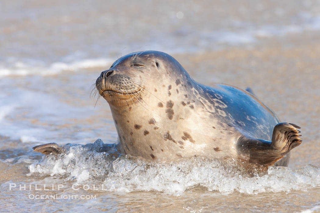 Pacific harbor seal, an sand at the edge of the sea. La Jolla, California, USA, Phoca vitulina richardsi, natural history stock photograph, photo id 26321