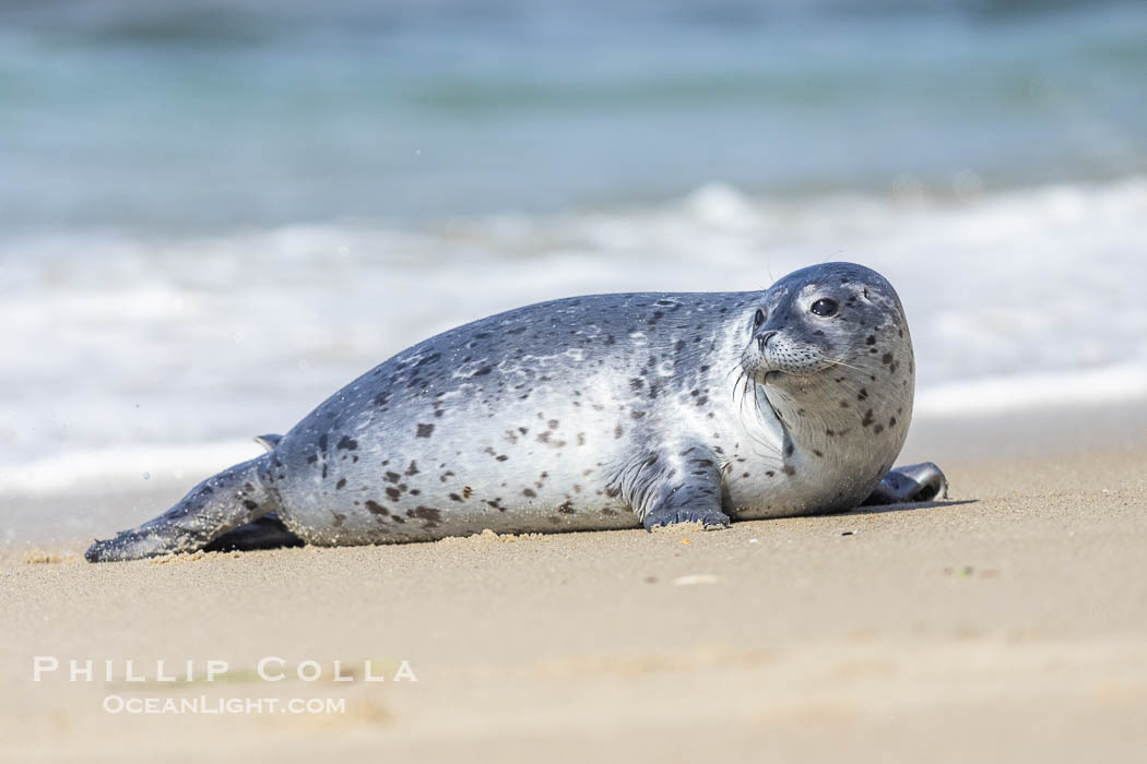 Pacific Harbor Seal Pup About Three Weeks Old, hauled out on a white sand beach along the coast of San Diego. This young seal will be weaned off its mothers milk and care when it is about four to six weeks old, and before that time it must learn how to forage for food on its own, a very difficult time for a young seal. La Jolla, California, USA, Phoca vitulina richardsi, natural history stock photograph, photo id 39068