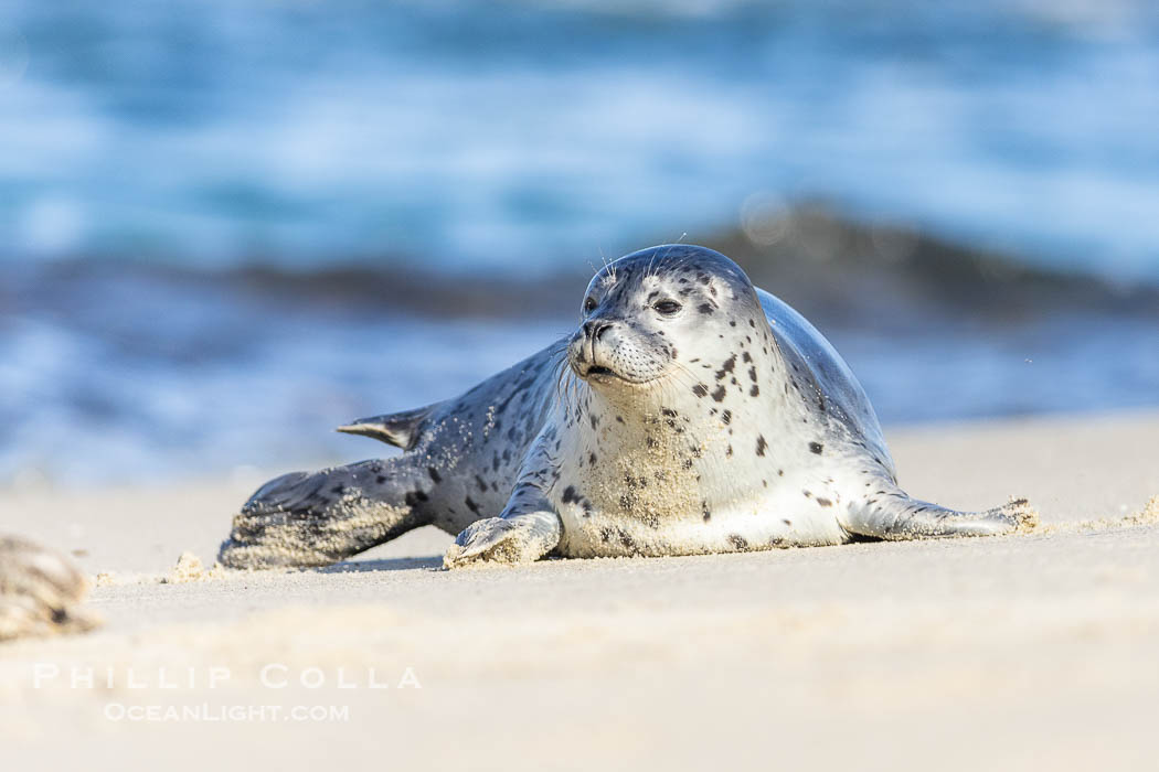 Pacific Harbor Seal Pup About Two Weeks Old, hauled out on a white sand beach along the coast of San Diego. This young seal will be weaned off its mothers milk and care when it is about four to six weeks old, and before that time it must learn how to forage for food on its own, a very difficult time for a young seal. La Jolla, California, USA, Phoca vitulina richardsi, natural history stock photograph, photo id 39104