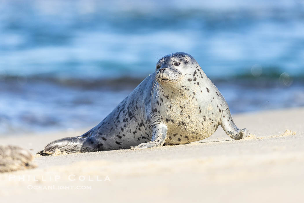 Pacific Harbor Seal Pup in La Jolla About Three Weeks Old, hauled out on a white sand beach along the coast of San Diego. This young seal will be weaned off its mothers milk and care when it is about four to six weeks old, and before that time it must learn how to forage for food on its own, a very difficult time for a young seal. California, USA, Phoca vitulina richardsi, natural history stock photograph, photo id 39071