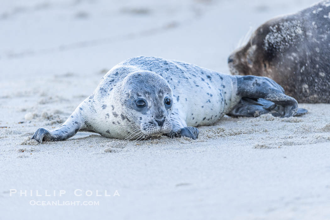 Pacific Harbor Seal Pup About Two Weeks Old, hauled out on a white sand beach along the coast of San Diego. This young seal will be weaned off its mothers milk and care when it is about four to six weeks old, and before that time it must learn how to forage for food on its own, a very difficult time for a young seal. La Jolla, California, USA, Phoca vitulina richardsi, natural history stock photograph, photo id 39115