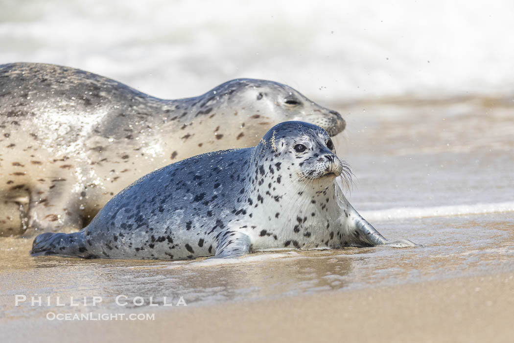 Pacific Harbor Seal Pup About Three Weeks Old, hauled out on a white sand beach along the coast of San Diego. This young seal will be weaned off its mothers milk and care when it is about four to six weeks old, and before that time it must learn how to forage for food on its own, a very difficult time for a young seal. La Jolla, California, USA, Phoca vitulina richardsi, natural history stock photograph, photo id 39069