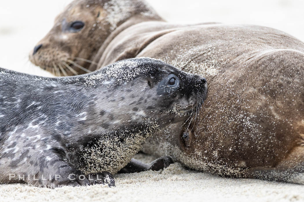 A young Pacific Harbor Seal pup nursing.  Mother harbor seals will only nurse their pups for about four to six weeks, at which point the small seal is weaned and must begin to forage and fend for itself.  That short period of time is crucial for the young seal to learn how to hunt, socialize and swim. La Jolla, California, USA, Phoca vitulina richardsi, natural history stock photograph, photo id 39082